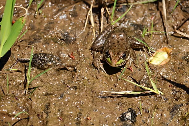 Creek Crawl 5